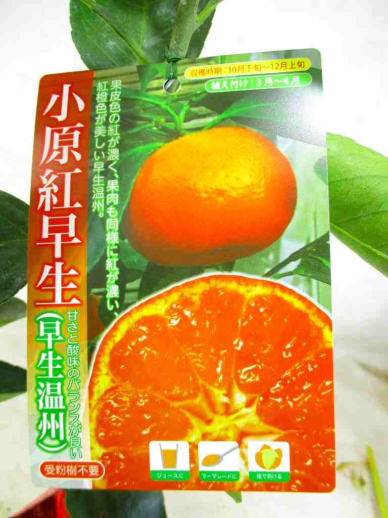 小原紅早生⁄金時紅 2.5kg 希少！紅早生みかん 5k2 M又は